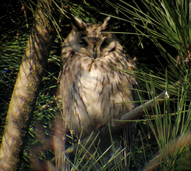 Roost gufi in pericolo ad Ostellato (Fe)